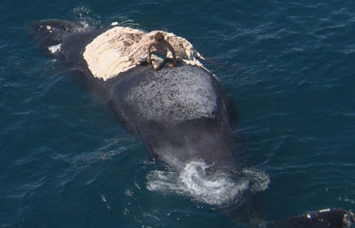 澳洲男子爬上鲸鱼尸体 遭鲨鱼群围困