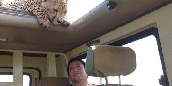四目相对 猎豹车顶天窗伸头凝视旅客
