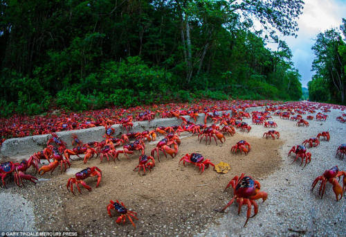 圣诞岛红蟹大迁徙 公路