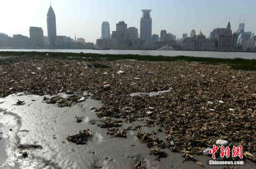 上海黄浦江滩涂现“垃圾带”
