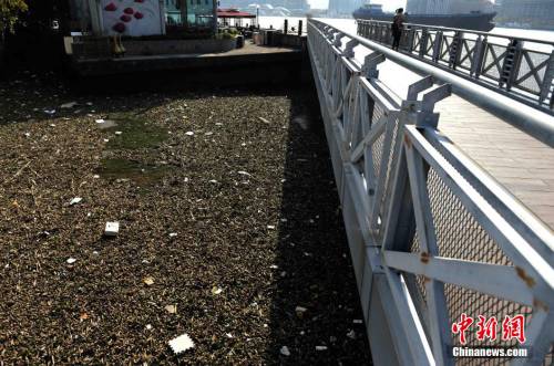 上海黄浦江滩涂现“垃圾带”