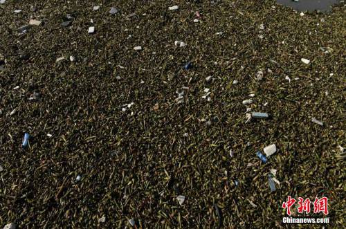 上海黄浦江滩涂现“垃圾带”