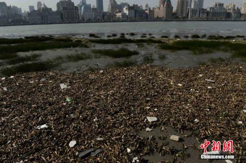 上海黄浦江滩涂现“垃圾带”