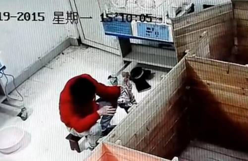 动物园饲养员被曝虐待新生华南虎