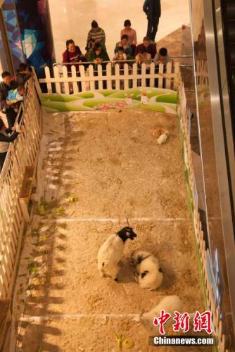 广西多家商场在大厅圈养动物招揽顾客