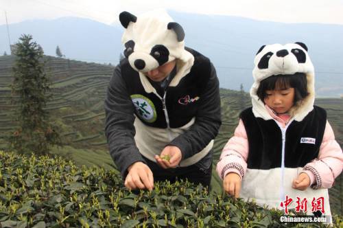 四川天价“熊猫茶”春茶三月首采
