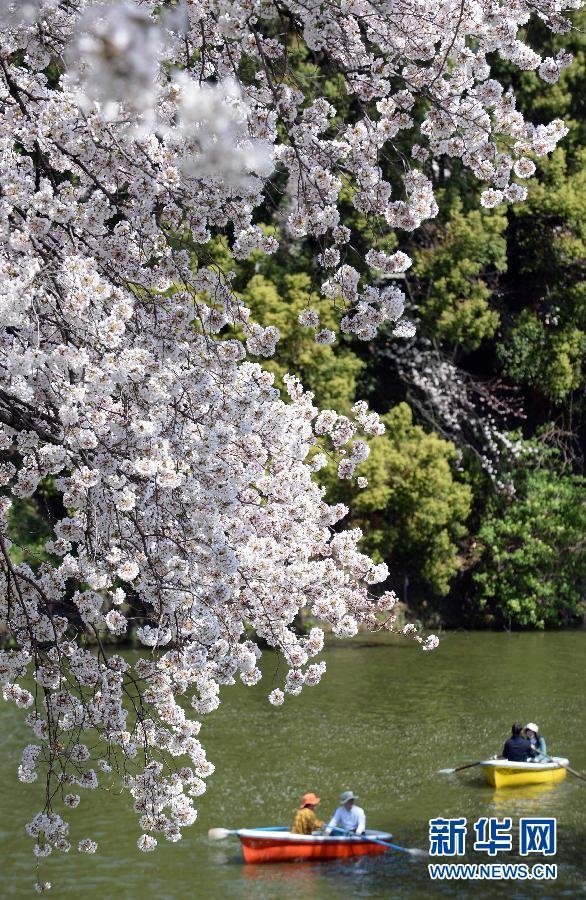 东京迎来赏樱高峰