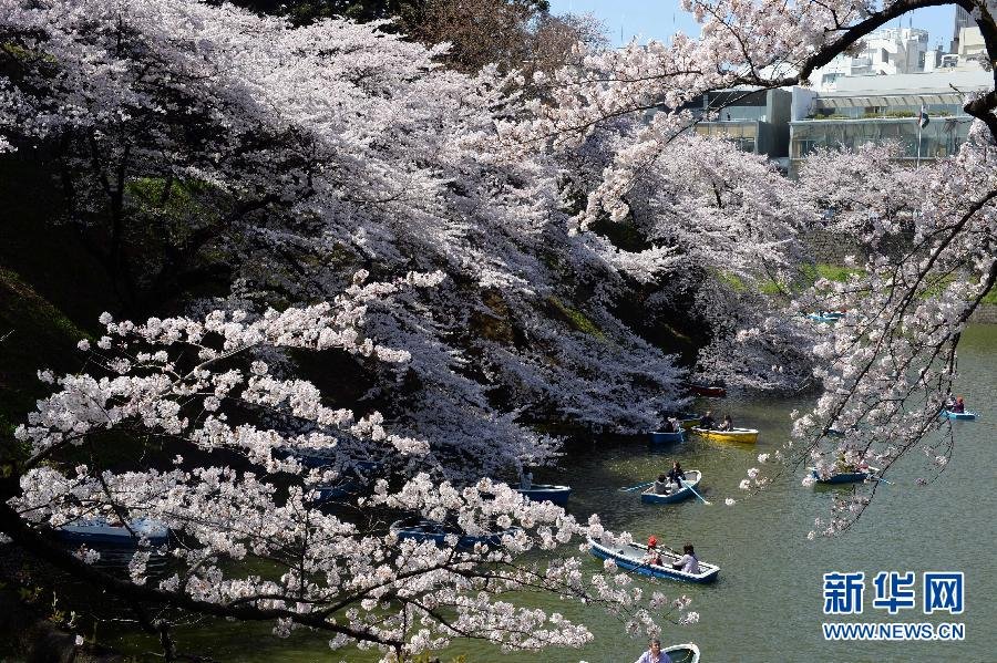 东京迎来赏樱高峰