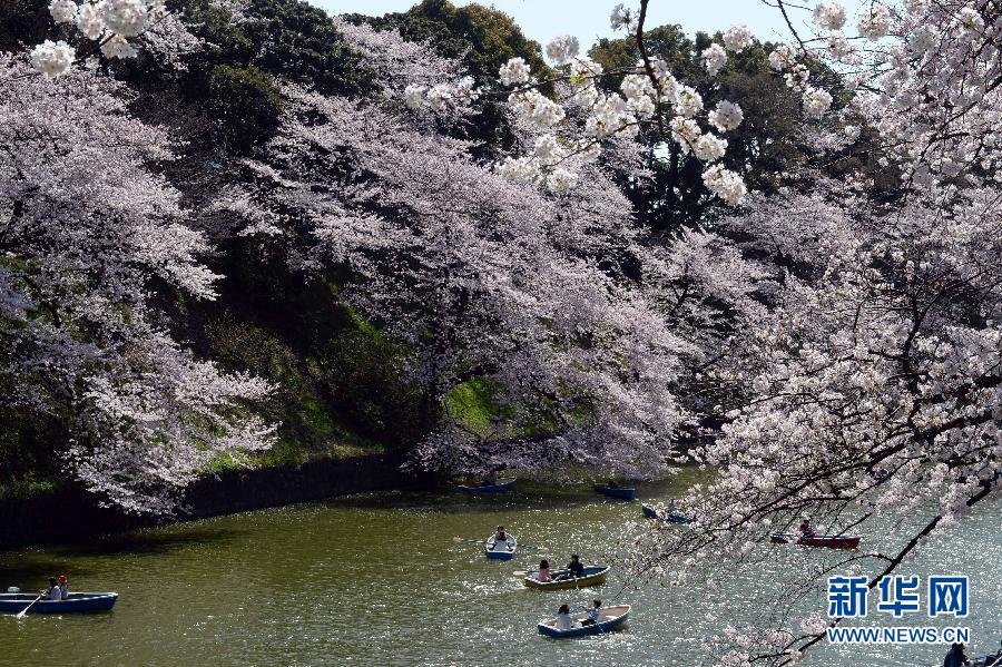 东京迎来赏樱高峰