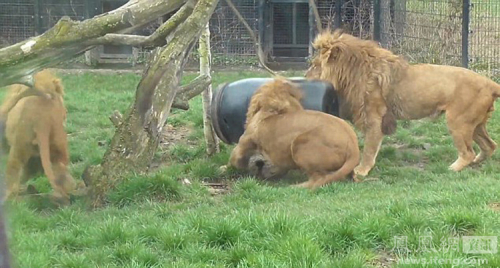 荷兰动物园一狮子头被卡塑料桶