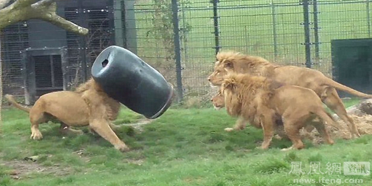 荷兰动物园一狮子头被卡塑料桶