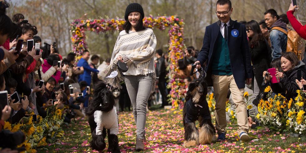 北京举行宠物集体婚礼