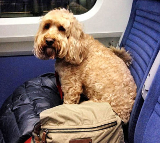 英国小狗跟随主人游历11国23个城市