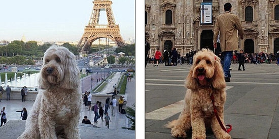 英国小狗跟随主人游历11国23个城市