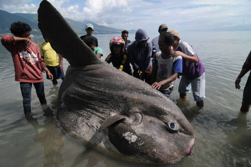 印尼一巨型翻车鱼搁浅