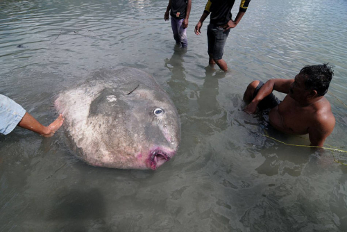 印尼一巨型翻车鱼搁浅