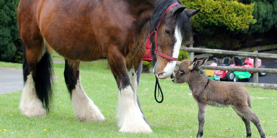 驴宝宝和骏马的友情