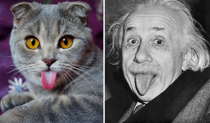 一只吐舌照酷似爱因斯坦的折耳猫走红
