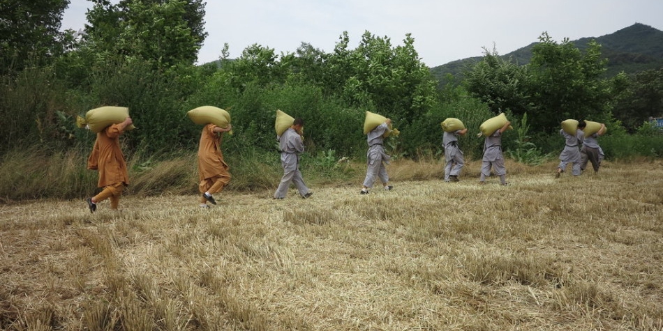 少林武僧进田间收果实