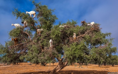 山羊爬树寻食一幕
