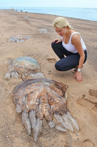 英国西南海岸现大量巨型水母