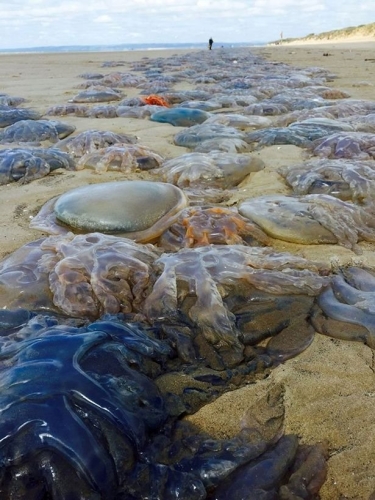 英国西南海岸现大量巨型水母