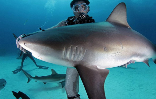 潜水员水下爱抚巨鲨将其催眠