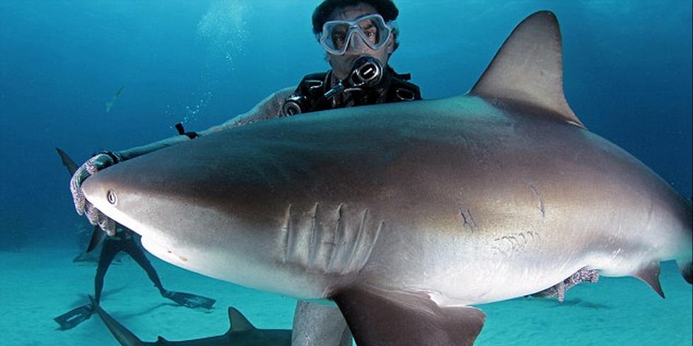 潜水员水下爱抚巨鲨将其催眠
