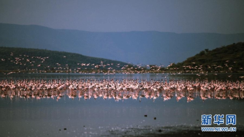 肯尼亚博戈里亚湖进入火烈鸟观赏旺季