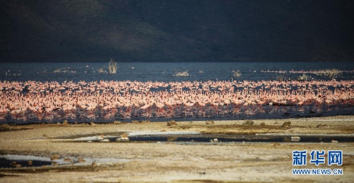 肯尼亚博戈里亚湖进入火烈鸟观赏旺季