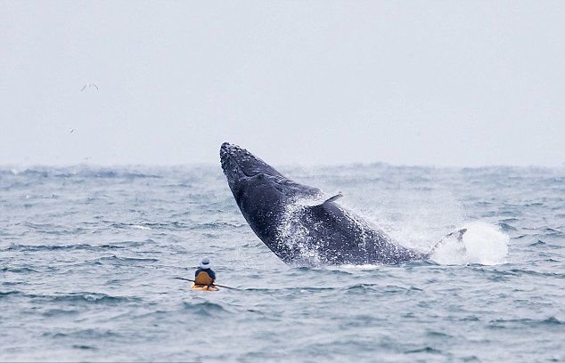 美国游客划皮艇突遇座头鲸出水