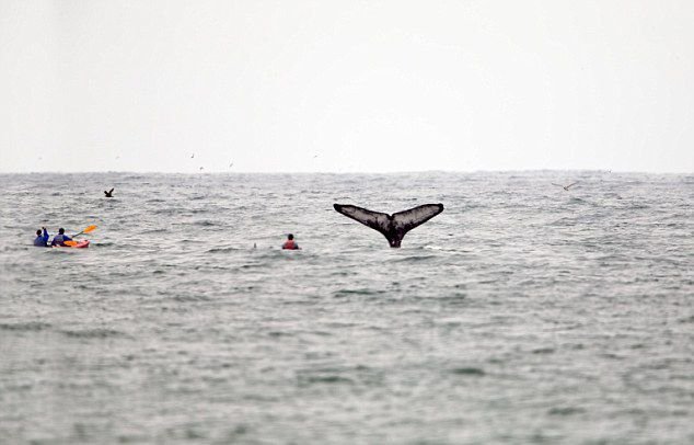美国游客划皮艇突遇座头鲸出水
