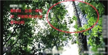 《舌尖2》被曝镜头造假 《舌尖2》被曝镜头造假