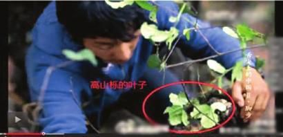 《舌尖2》被曝镜头造假 《舌尖2》被曝镜头造假