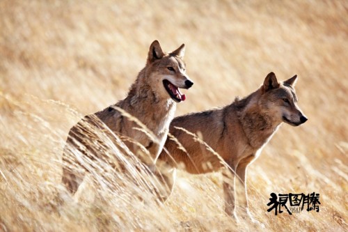 《狼图腾》人狼情深预告海报双发