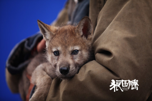 《狼图腾》人狼情深预告海报双发
