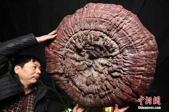 郑州现巨型灵芝 最大直径1.5米生长年份超过200年