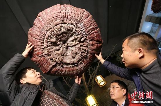 郑州现巨型灵芝 最大直径1.5米生长年份超过200年