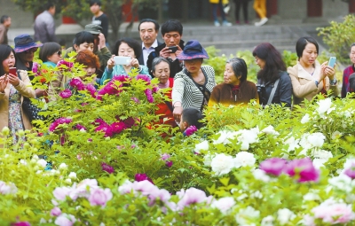 第32届洛阳牡丹文化节赏花启动仪式4月3日举行