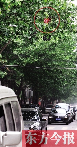 郑州多个"红绿灯"被树叶遮盖 交警称误闯灯扣分可申诉