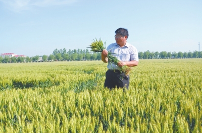 小麦育种专家殷贵鸿成熟前查看周麦22长势