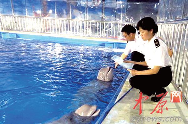 河南检验检疫局工作人员在对白鲸进行检疫监管。
