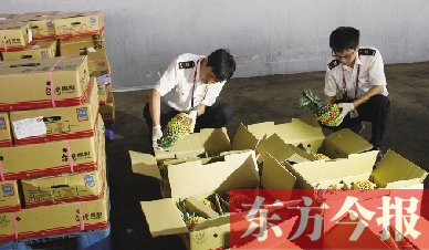 昨日，检验检疫人员正对刚从台湾进口的水果进行检验