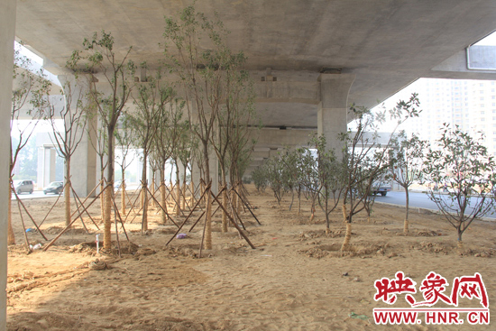 中州大道高架桥下新栽种的树木。
