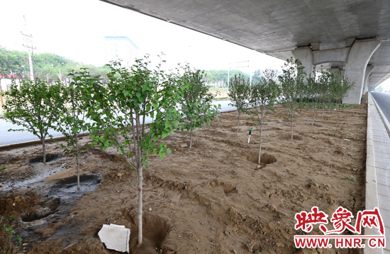 西三环淮河路立交桥下,新栽种的六七十棵枇杷树。