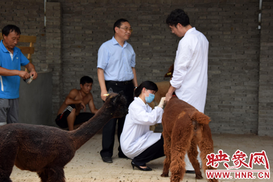 河南出入境检验检疫局工作人员对这批羊驼进行检查。