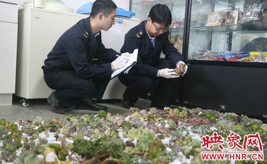 河南出入境检验检疫局工作人员正在检查截获的多肉植物