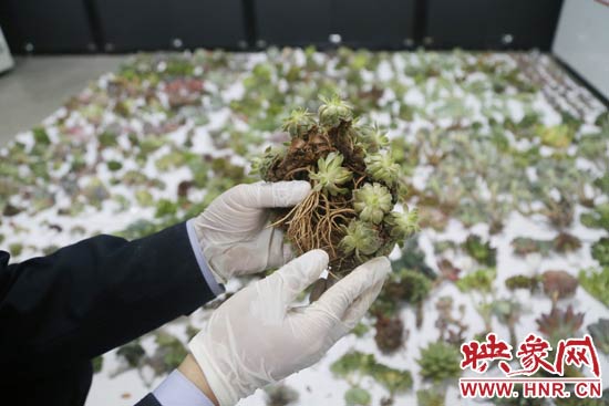 这些被截获的多肉植物邮件面单上的品名大多申报为“礼物”、“衣服”等，属于瞒报行为。