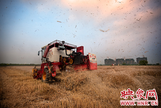 今年河南全年粮食总产量有望连续4年超1100亿斤(注:图片来源网络) 今年河南全年粮食总产量有望连续4年超1100亿斤(注:图片来源网络)