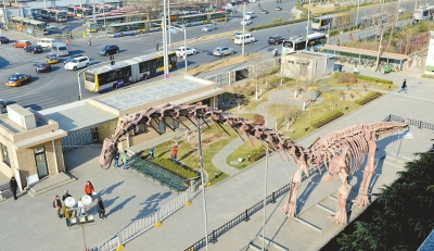 “巨型汝阳龙”复原骨架长38.1米，头部离地面14.5米。